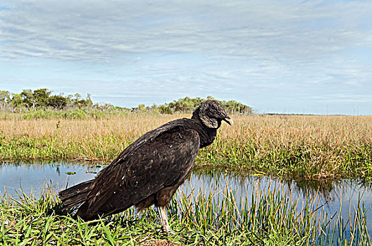 黑美洲鹫,大沼泽地国家公园,佛罗里达