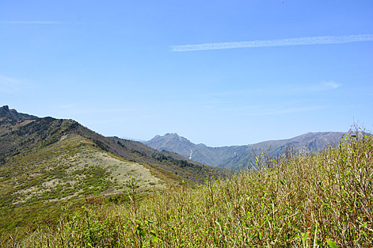 秦岭高山草甸