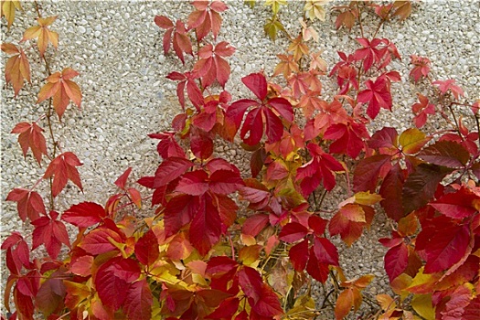 红色,藤蔓植物,叶子,石墙,建筑
