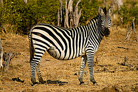 马纳池国家公园,津巴布韦,非洲