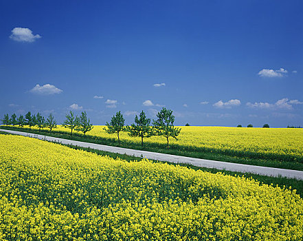 排,树,油菜地,道路