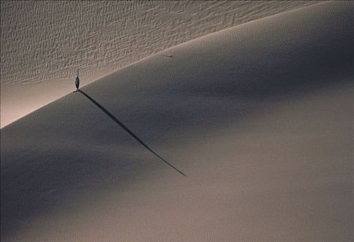 苍鹭,沙滩,沙丘,纳米布沙漠,纳米比亚