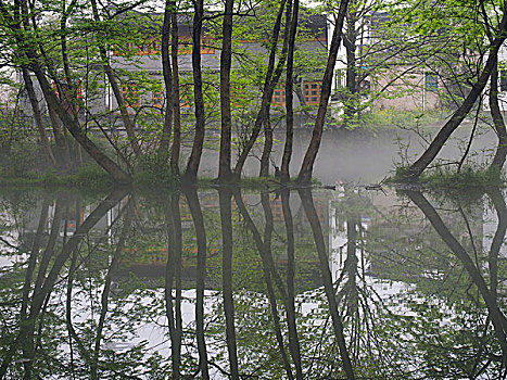 雾中的枫杨树