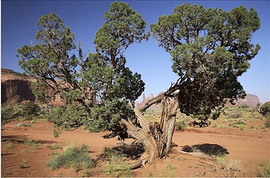 古树,纪念碑谷,亚利桑那,美国