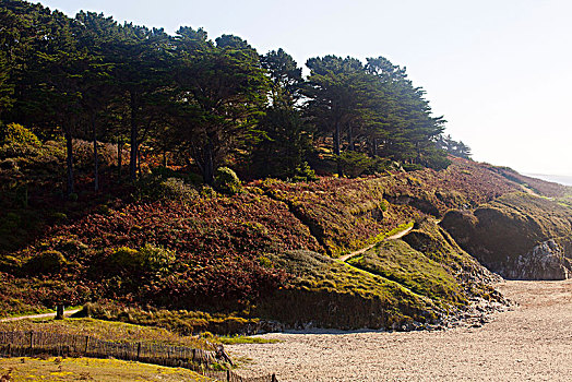 小路,繁茂,沙丘,风景