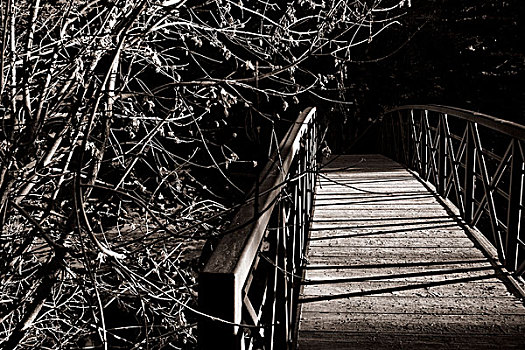 木头,步行桥,树枝,夜晚
