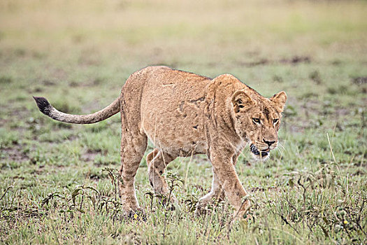 狮子,伊丽莎白女王国家公园,乌干达,非洲