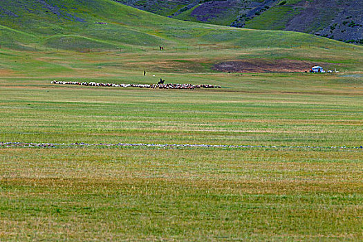新疆赛里木湖边的草原