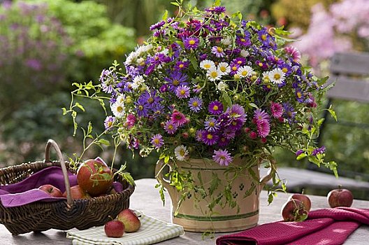 安放,紫苑属,花园桌,秋天
