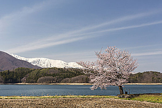 樱桃树,湖,长野,日本