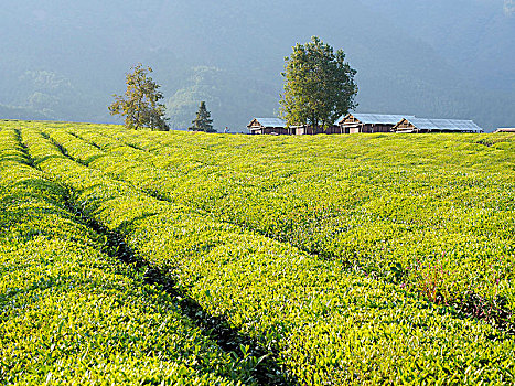 安徽省旌德三溪高山茶园