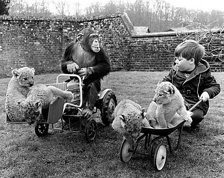 黑猩猩,拖拉机,小男孩,婴儿,狮子,英格兰,英国