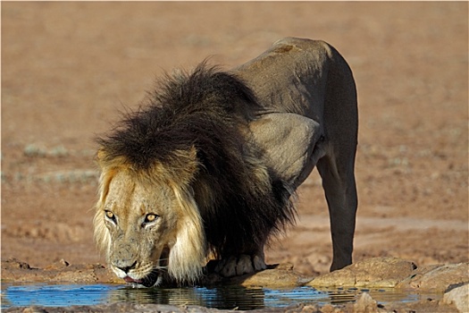 非洲狮,喝