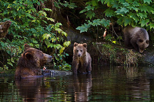 沿岸,大灰熊,母熊,两个,幼兽,觅食,小,树林,河流,小湾,不列颠哥伦比亚省,加拿大