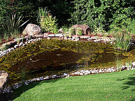 水塘,鹅卵石,石头,水生植物,花园