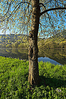 盛开,樱桃树,河,施佩萨特,巴伐利亚,德国