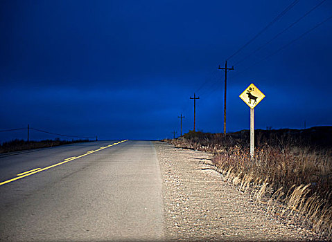 驯鹿,警告标识,乡村道路,夜晚,福古岛,岛屿,纽芬兰,加拿大