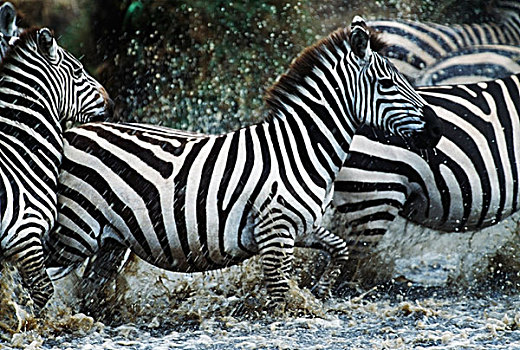 斑马,溅,河,塞伦盖蒂国家公园,坦桑尼亚,非洲