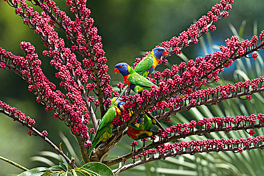 彩虹,彩虹鹦鹉,群,伞,树,阿瑟顿高原,昆士兰,澳大利亚