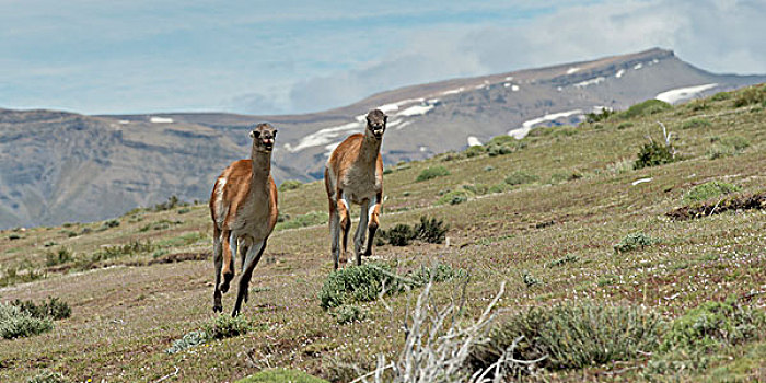 两个,原驼,跑,地点,托雷德裴恩国家公园,巴塔哥尼亚,智利
