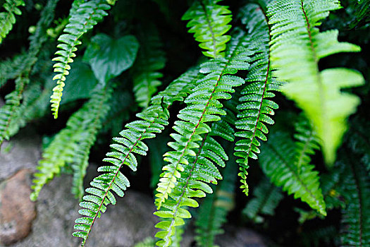 生机勃勃的绿色蕨类植物