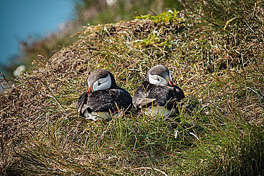 大西洋海雀,角嘴海雀,北极,睡觉,情侣,冰岛,欧洲