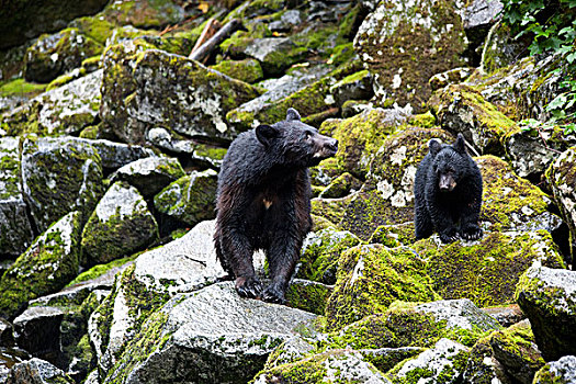 黑熊,美洲黑熊,雌性,幼兽,溪流,通加斯国家森林,阿拉斯加