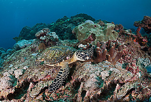 玳瑁,海龟,小,岛屿,印度尼西亚,亚洲