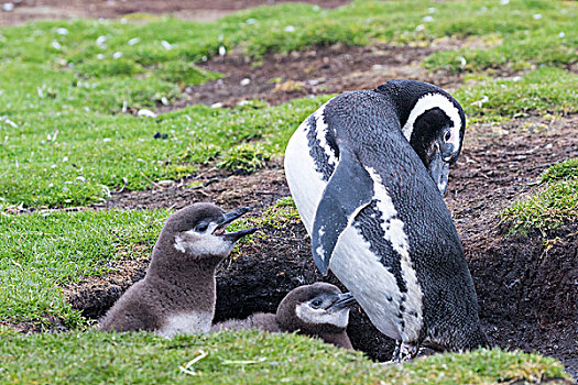 麦哲伦企鹅,小蓝企鹅,一对,幼禽,巢穴,南美,福克兰群岛