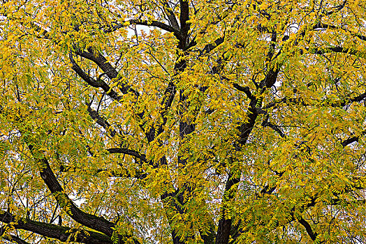 树梢,欧洲,白蜡树,欧洲白蜡树,秋天,巴伐利亚,德国