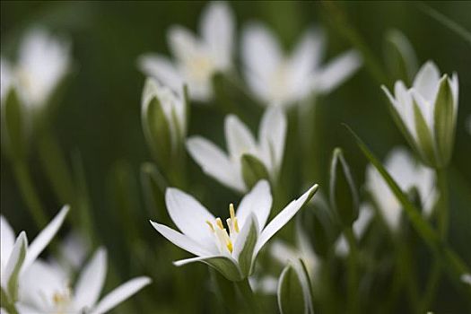 草,百合,因格尔斯塔德特,巴伐利亚,德国,欧洲