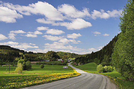道路,景色,靠近,特隆赫姆,挪威