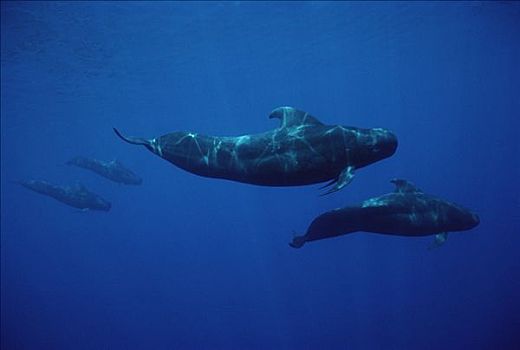 大吻巨头鲸,短肢领航鲸,水下,群,夏威夷