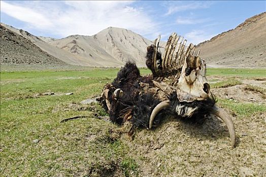 死,牦牛,阿尔泰,蒙古,亚洲