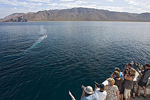 蓝鲸,平面,科特兹海,下加利福尼亚州,墨西哥