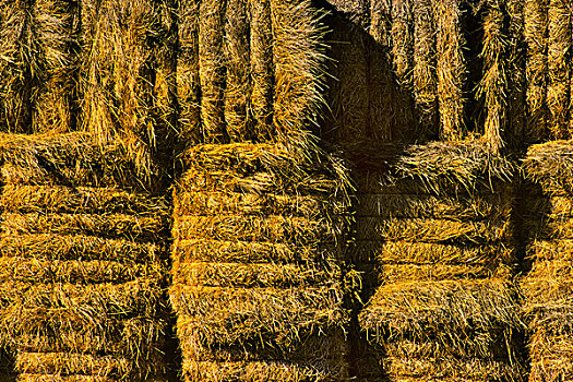 一堆,干草包,土地,不列颠哥伦比亚省,加拿大