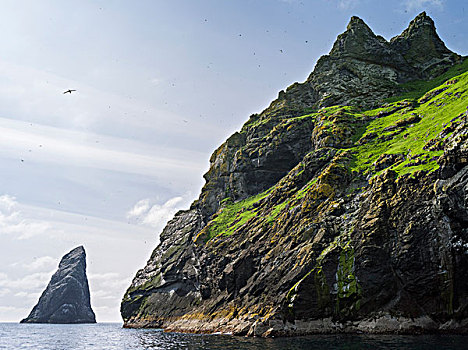 岛屿,群岛,苏格兰,北方,塘鹅,憨鲣鸟,全球,背景,大幅,尺寸