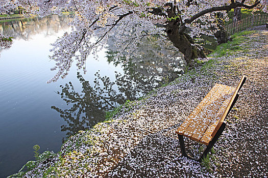 长椅,樱花