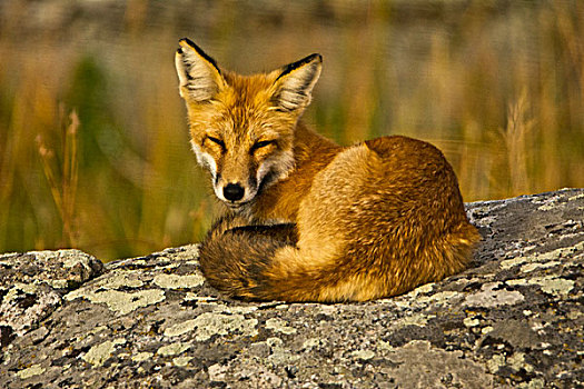 红狐,休息,石头,山谷,黄石国家公园,怀俄明,美国