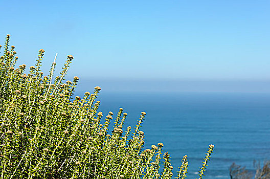 海边植物和蓝天海洋背景