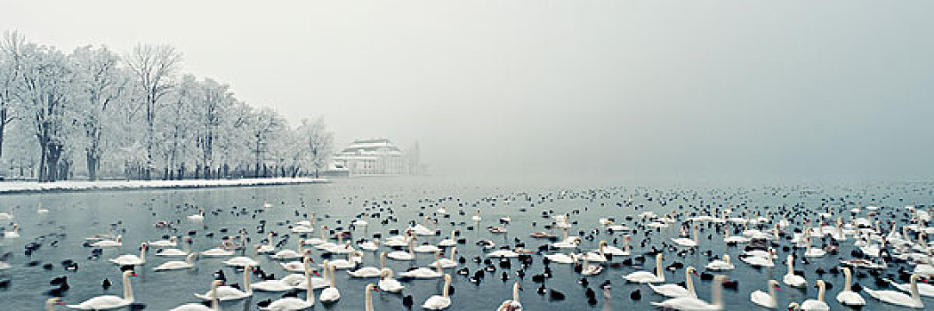 全景,鸟,游泳,湖,冬天,上奥地利州