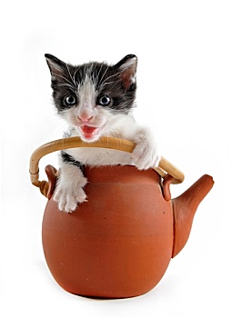小猫,茶壶