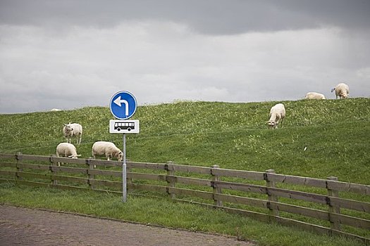 绵羊,草场,荷兰