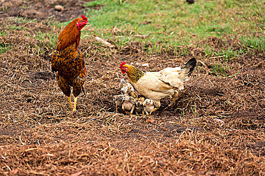 鸡,农场,贡布,柬埔寨,亚洲