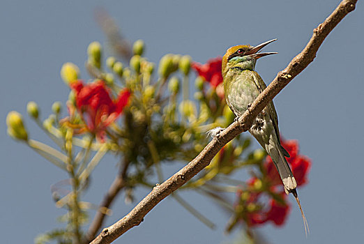 绿色,食蜂鸟,国家公园,印度