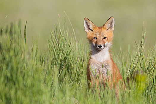 红狐,狐属,蒙大拿
