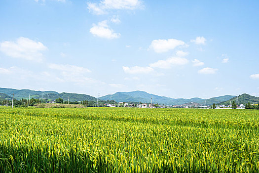 航拍茶园全景