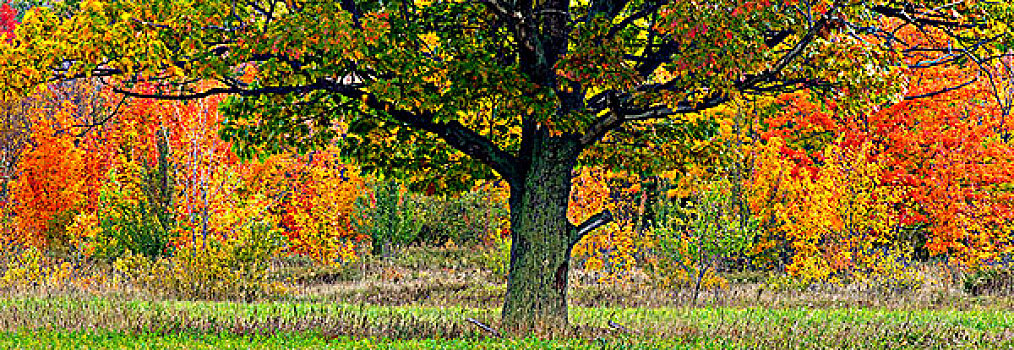 孤单,枫树,秋色,硬木,树林,边缘,草场,岛屿,靠近,安大略省,加拿大