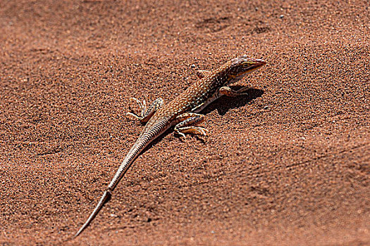 捷蜥蜴,索苏维来地区,纳米布沙漠,纳米比诺克陆夫国家公园,纳米比亚,非洲