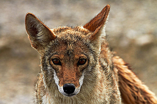 丛林狼,犬属,死亡谷国家公园,莫哈维沙漠,加利福尼亚,美国